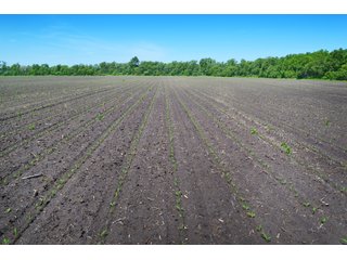 Property photo 2 - 156.9+/- Acres For Sale - Cropland, Woods for Hunting/Recreational & Potential Building Sites